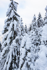 Cirque de Saint meme