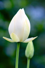 9 June 2008 White lotus flower or water lily at summer time