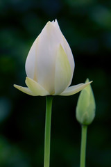 9 June 2008 White lotus flower or water lily at summer time