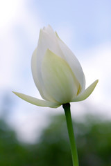 9 June 2008 White lotus flower or water lily at summer time