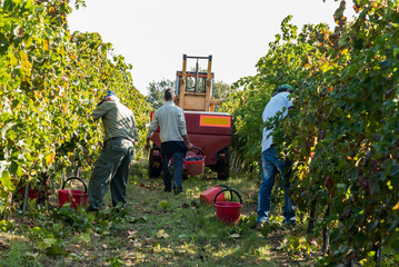 three workers picking red grape in the vineyard during harvest with buckets and tractor at summer.