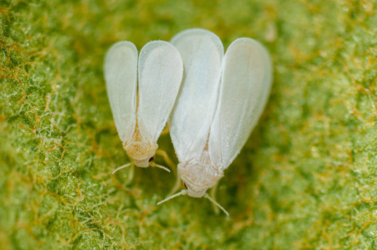 Eingeschleppte Mottenschildl&auml;use paarend, paarende Wei&szlig;e Fliegen auf Tomate,  Eingewanderte Gew&auml;chshausmottenschildl&auml;use bei Fortpflanzung, kopulierende Schildl&auml;use, Trialeurodes vaporariorum