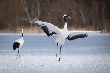 Obraz premium The Red-crowned crane, Grus japonensis The crane is dancing in beautiful artick winter environment Japan Hokkaido Wildlife scene from Asia nature.