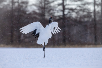 The Red-crowned crane, Grus japonensis The crane is dancing in beautiful artick winter environment Japan Hokkaido Wildlife scene from Asia nature.