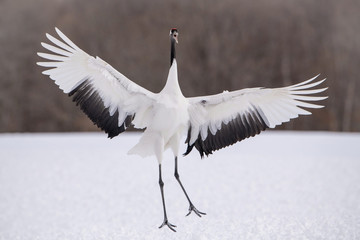 The Red-crowned crane, Grus japonensis The crane is dancing in beautiful artick winter environment Japan Hokkaido Wildlife scene from Asia nature.