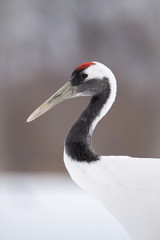The Red-crowned crane, Grus japonensis The bird is standing in beautiful artick winter environment Japan Hokkaido Wildlife scene from Asia nature. Close-up portrait
