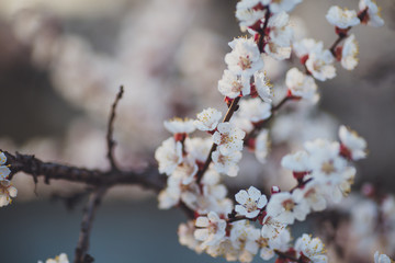 Beautiful floral spring abstract background of nature. Branches of blossoming apricot macro with soft focus on gentle light blue sky background. For easter and spring greeting cards with copy space