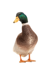  brown standing beautiful white duck isolated on a white background.