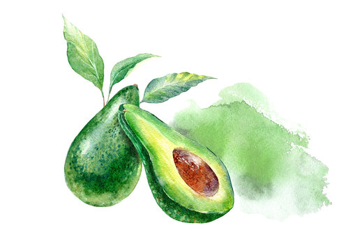 Avocado slice .Watercolor hand drawn illustration.White background.