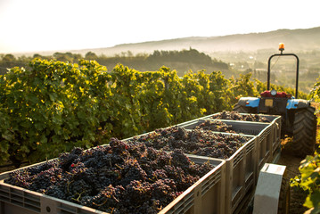 tractor with its agricultural trailer full of ripe red grape during harvest in the row of a...