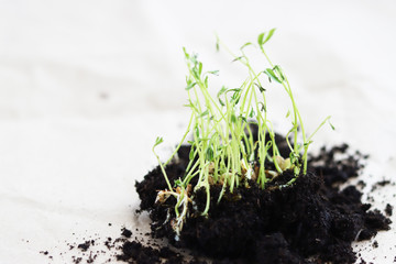 a group of green shoots growing from the soil, close-up