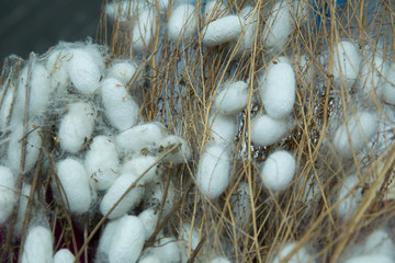 cocoons of silkworm for silk making . Silkworm Mulberry bombyx mori in the process of producing...