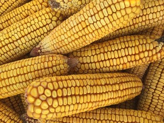 Corn harvest. Dry fresh corn.