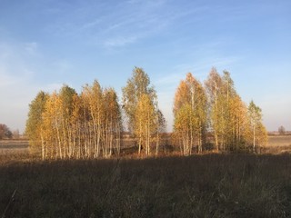 Yellow trees under blue sky. Beautiful autumn sunny day in a village