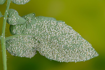 Weiße Fliegen auf Nutzpflanze, Gewächshausmottenschildläuse auf Gemüsepflanze, Mottenschildlausplage in Gewächshaus, Ansammlung Weißer Fliegen auf Gemüsepflanze, Gewächshausschädlinge
