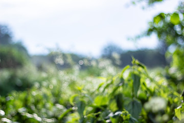 Abstract blur nature green background with beautiful bokeh