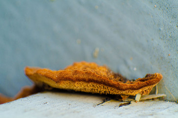 Wood decay fungus, Inonotus Radiatus, rotting, fungi attack, moist digestion, fungal colonization, dead, fibre saturation point