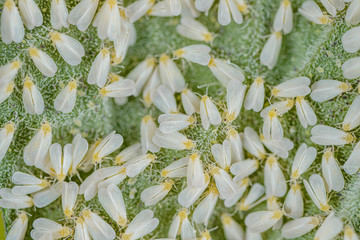 Ansammlung weißer Fliegen auf Gemüse, Trialeurodes vaporariorum auf Tomate,...