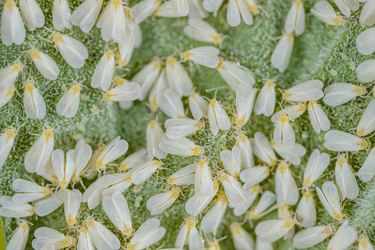 Ansammlung weißer Fliegen auf Gemüse, Trialeurodes vaporariorum auf Tomate, Mottenschildlausbefall einer Zimmerpflanze mit eingeschleppten Mottenschildläusen, Neozoen Schädlinge auf Pflanze