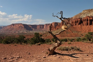 Lonely dead looking tree in a desert with a cowboy hat hanging on it. Red rocks in the background....