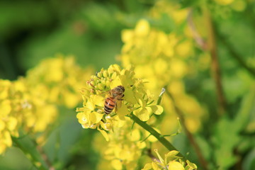 Flor amarilla y la abeja que se nutre de ella