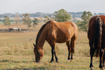 Naklejka na ściany i meble horses grazing in field