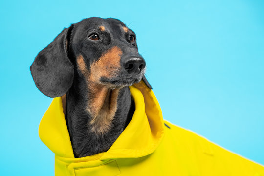 Portrait of adorable dachshund dog model in yellow protective raincoat with hood isolated on blue background, close up, studio shot. Casual fashionable pet clothes for comfortable walks.
