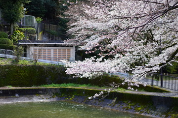 Obraz premium 桜