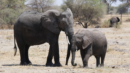 Fototapeta na wymiar Elefant mit Jungem in der Serengeti, Tansania