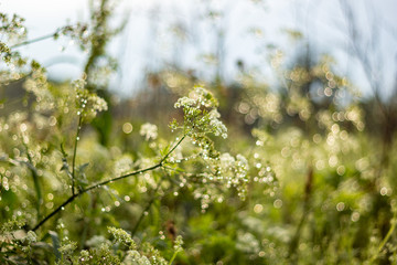 Abstract blur nature green background with beautiful bokeh