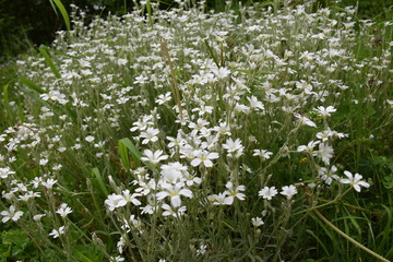 Fleurs au soleil et de nuit