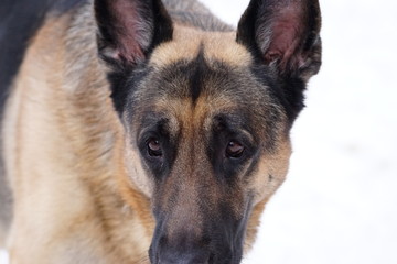 German Shepherd Face