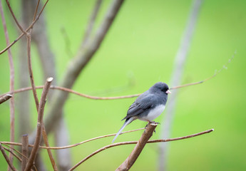Junco 