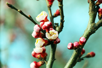 Little pink flowers on an apricot tree.