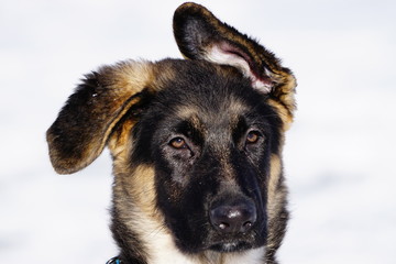 German Shepherd Puppy 