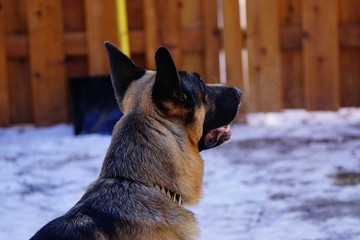 German Shepherd 