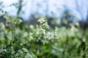 Abstract blur nature green background with beautiful bokeh