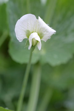スナックエンドウの花 の画像 1 008 件の Stock 写真 ベクターおよびビデオ Adobe Stock スナックエンドウの花 の画像 1 008 件の Stock 写真 ベクターおよびビデオ Adobe Stock