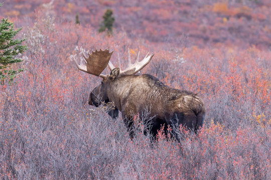 Bull Alaska Yukon Moose in Denali National Park in Auutmn