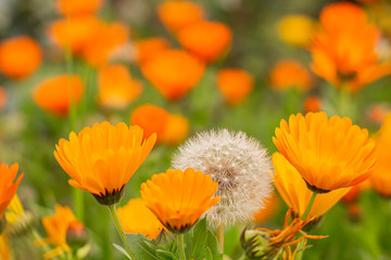 yeni açılan turuncu çiçekler ilkbaharda