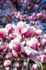 Magnolia Flowers outside