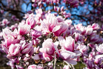 Pink flowers in spring