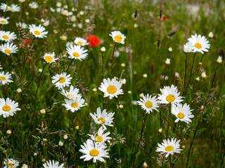 Fototapeta premium British Wildflowers near the Beach at Southwold