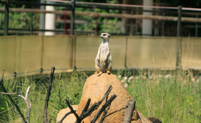 Meerkat sits on a rock on a sunny day