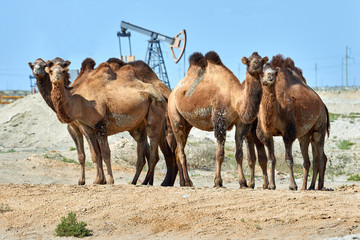 Camels standing in front of the oil pump.  Environmental protection concept.   World Oil Industry.   Mangistau region. Kazakhstan.