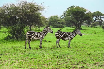 Fototapeta na wymiar zebra in field