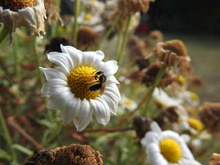 Abeille sur une fleur 6