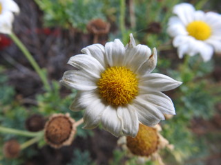Marguerite 