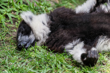 Naklejka premium Black-and-White Ruffed Lemur (Varecia variegata)