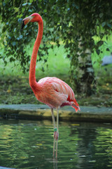 Flamant rose, ménagerie du jardin des plantes, paris